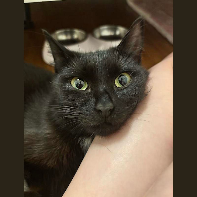 Photo of Soxie