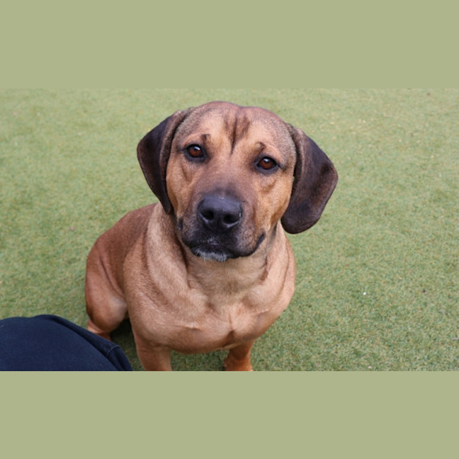 Photo of Ruby