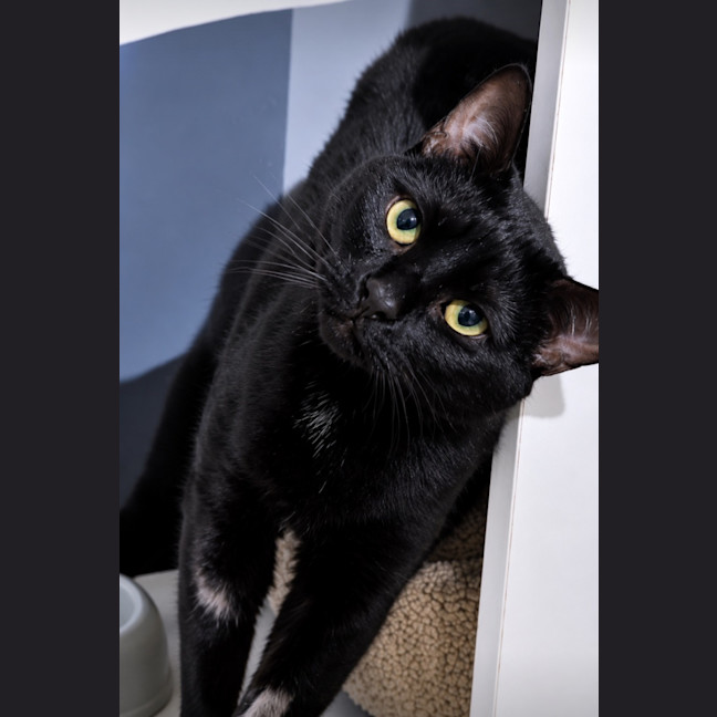 Photo of Disco