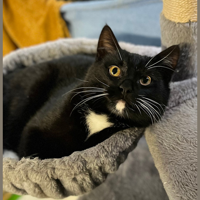 Photo of Hamlet