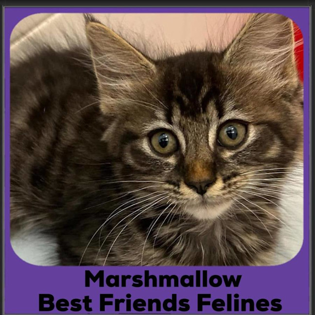 Photo of Marshmallow 