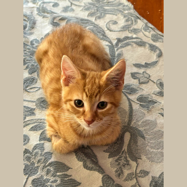 Photo of Dexter