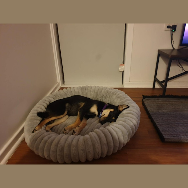 Photo of Ally   6 Month Old Kelpie X