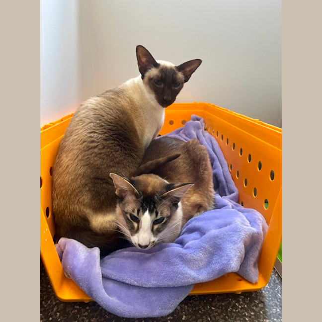 Photo of Minnie & Oscar