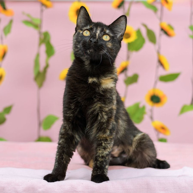 Photo of Suzie ** 2nd Chance Cat Rescue**