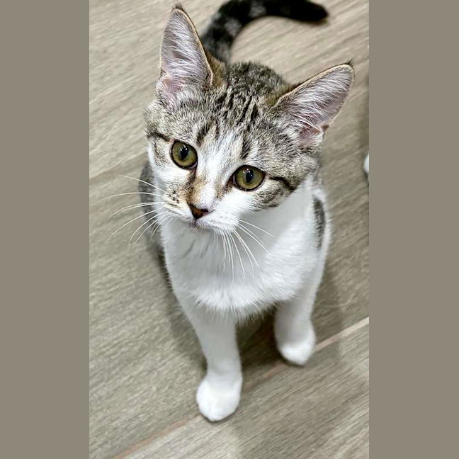 Photo of Mikasa