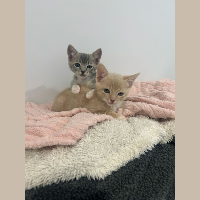 Photo of Duke 🤎 & Dixie 🧡