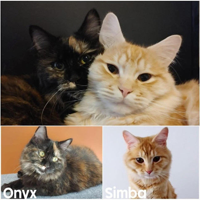 Photo of 12534 & 12535   Simba & Onyx