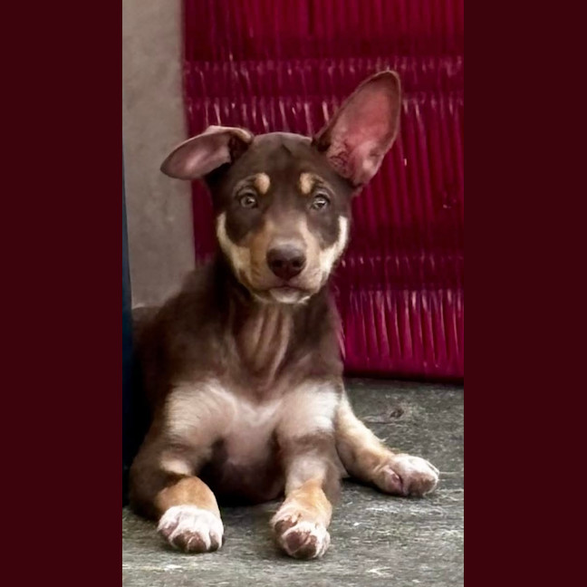 Photo of Phoebe