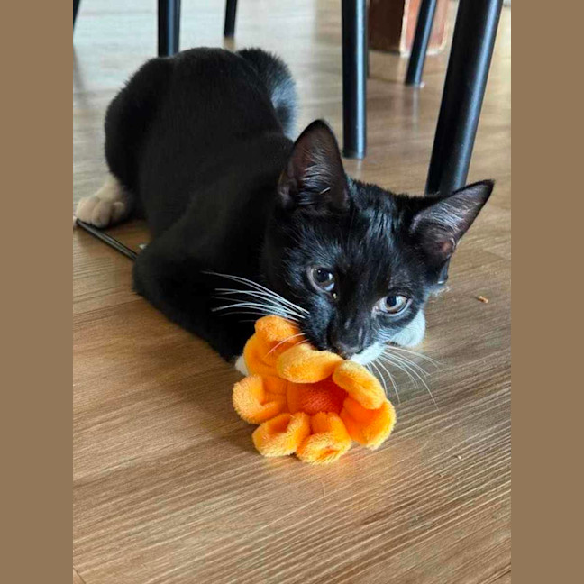 Photo of Chuppa Chup