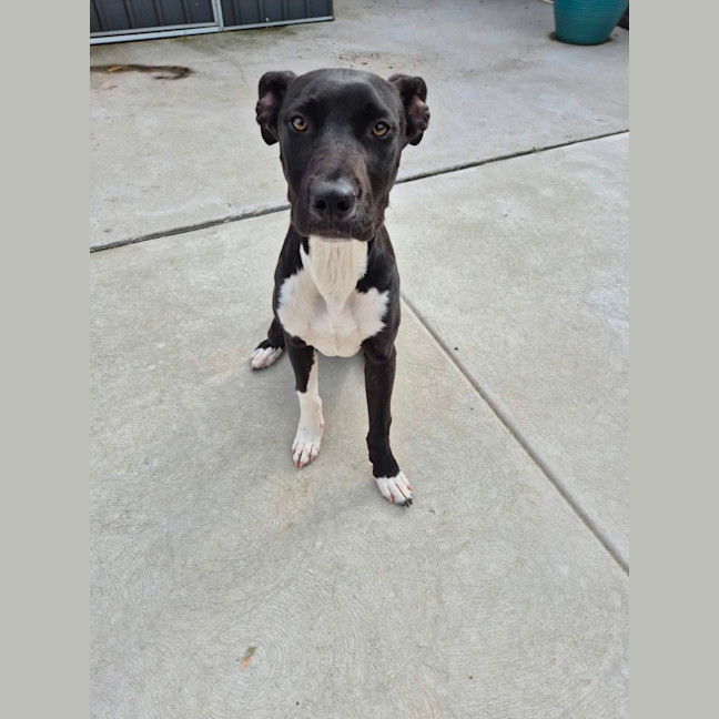 Photo of Freddy! 🐾