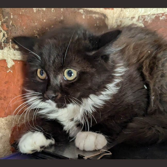 Photo of Greywacke Jones