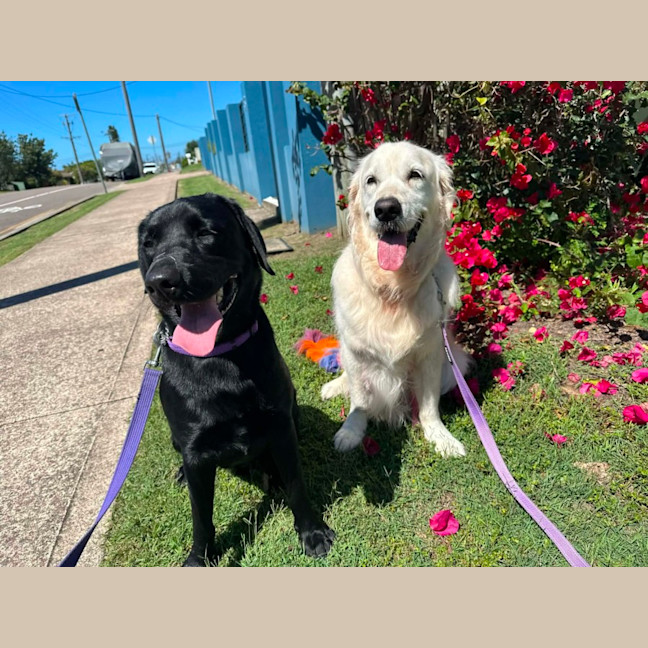 Photo of Zeus   1 Year Old Labrador
