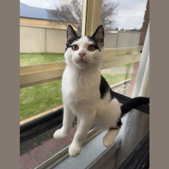 Photo of Smudge