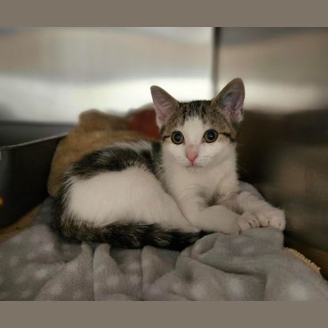 Photo of Indy