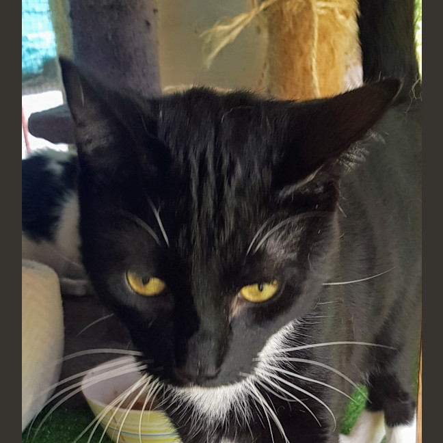 Photo of Tux   Now At Pe Tquarters Broadmeadow