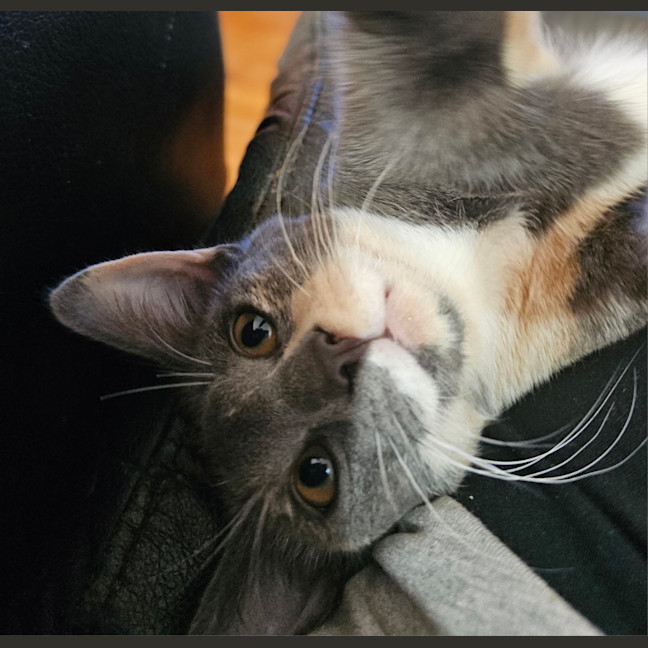 Photo of Miss Muppet