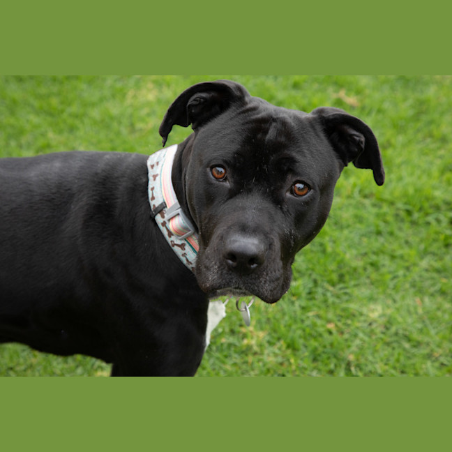 Photo of Gracie
