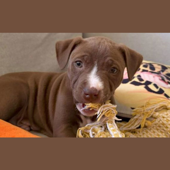 Photo of Milo