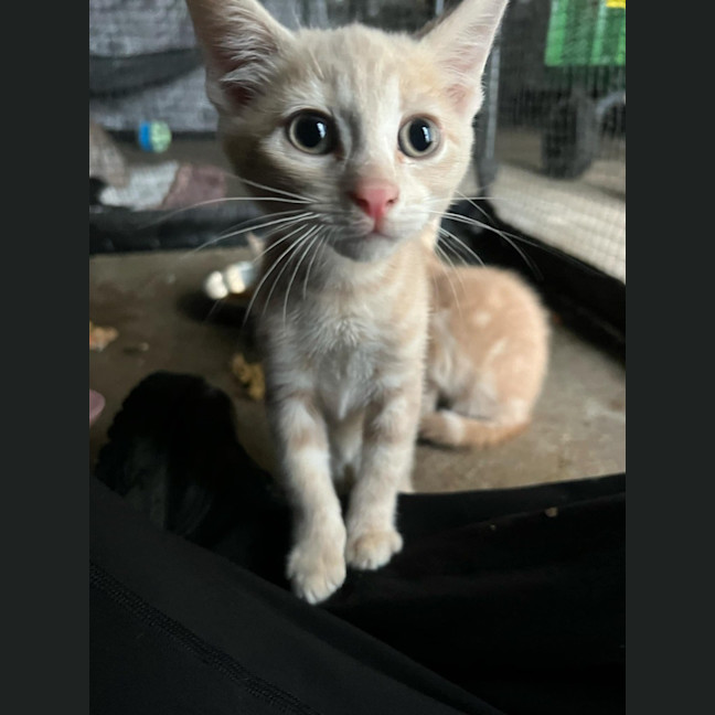 Photo of Simba