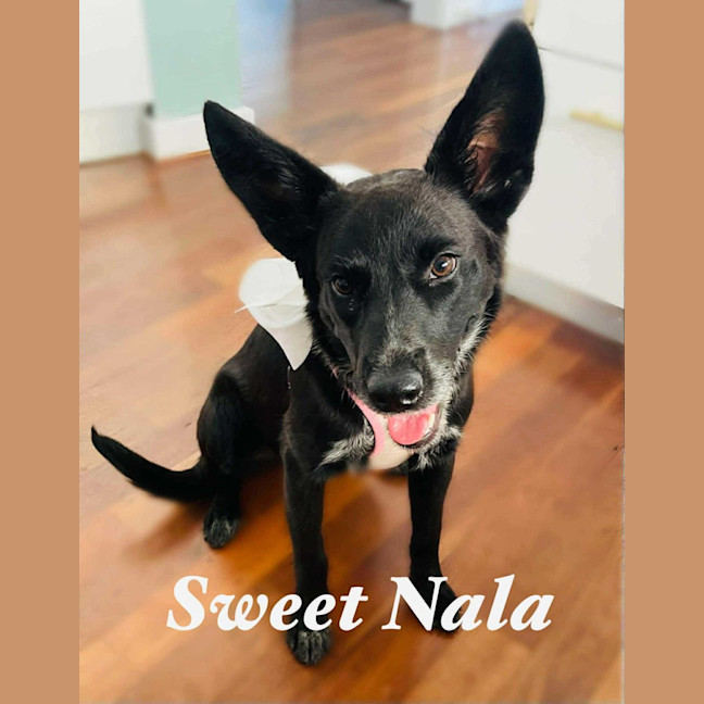 Photo of Nala