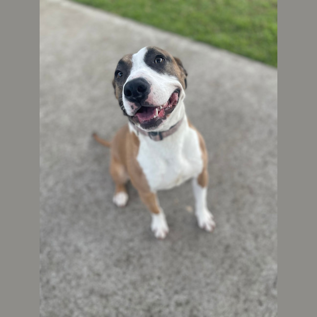 Photo of Maple 