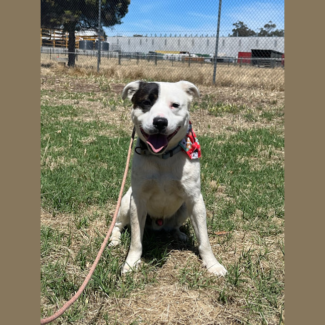 Photo of Captain Feathersword