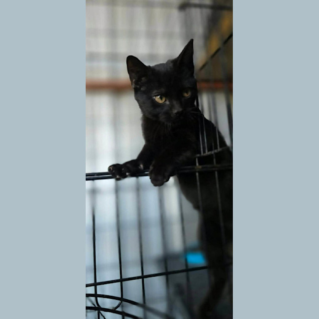 Photo of Loki 