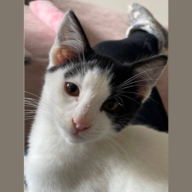 Photo of Pirate