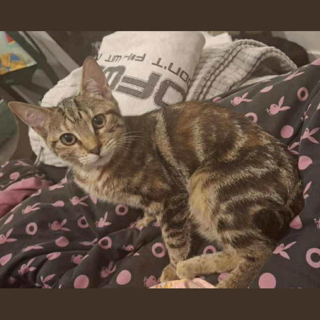 Photo of Luna & Jinx 