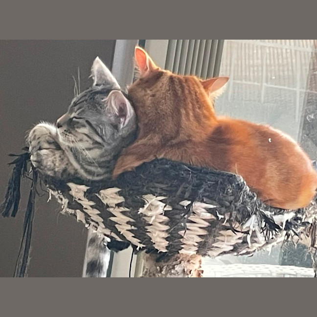 Photo of Rufus And Pandora