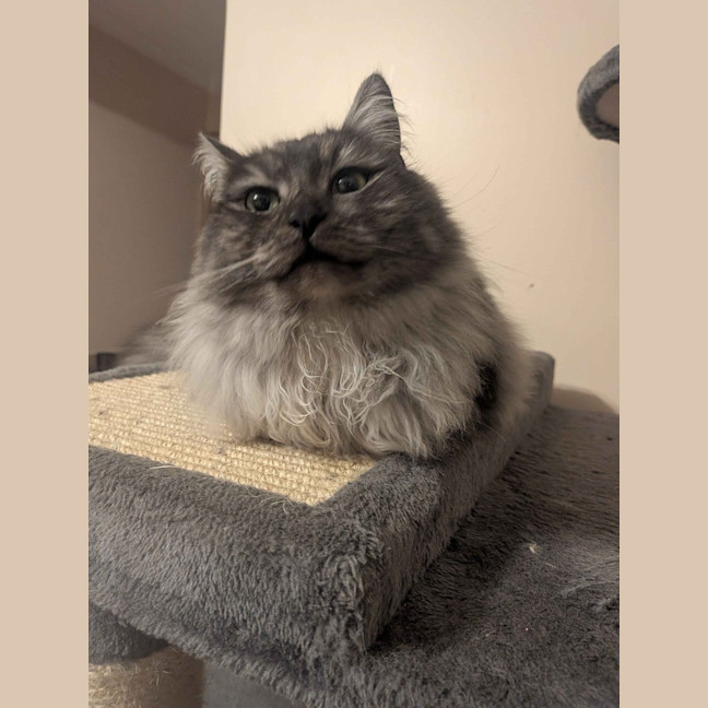 Photo of Juniper