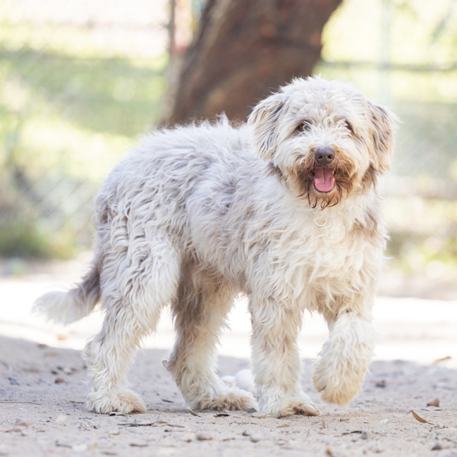 Photo of Benji