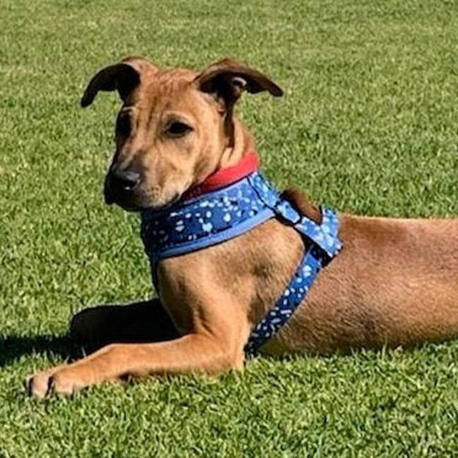 Photo of Penny