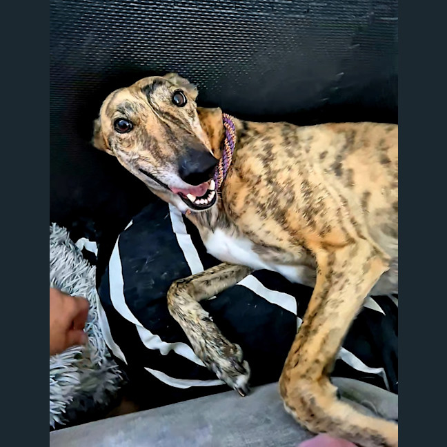 Photo of Fruity, The Tiny Greyhound