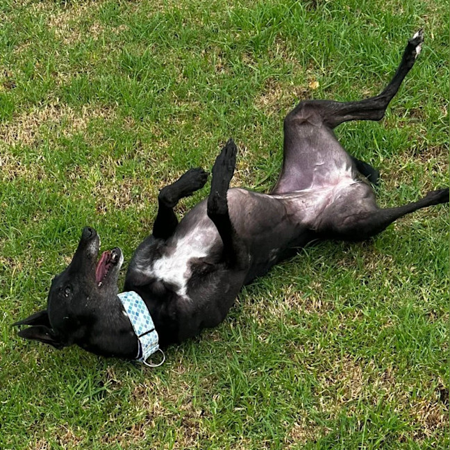 Photo of Nibbler The Greyhound