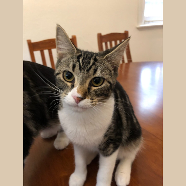 Photo of Toffee