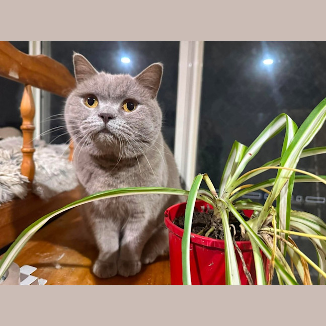 Photo of Nala