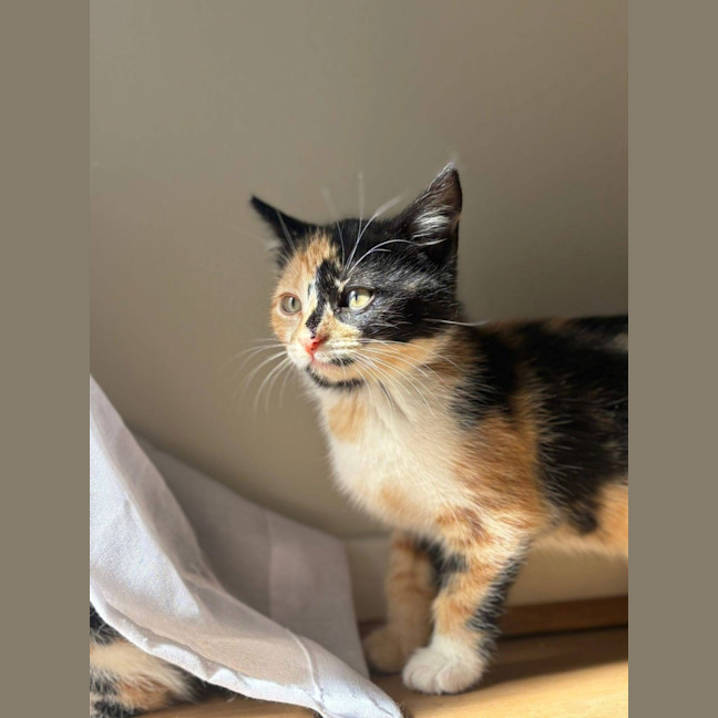 Photo of Miss Maples