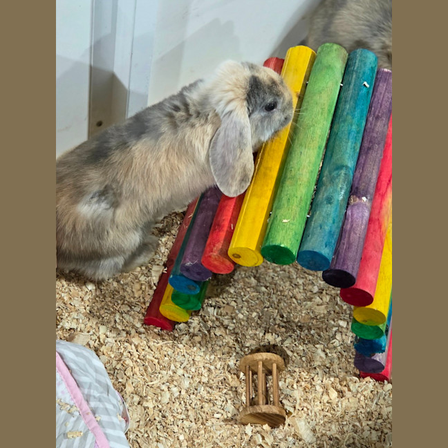 Photo of Qutie & Quince