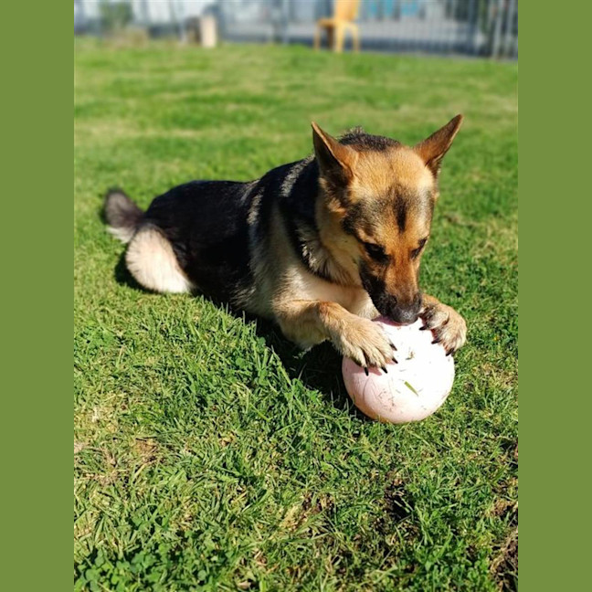 Photo of Wolfie