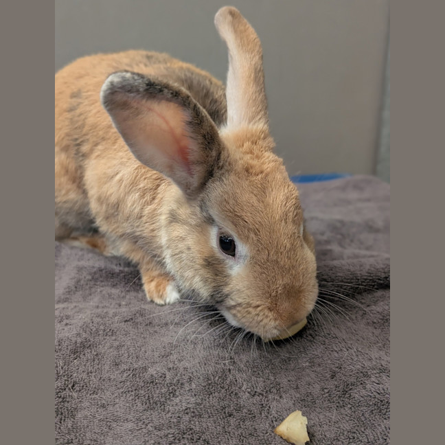 Photo of Waffles