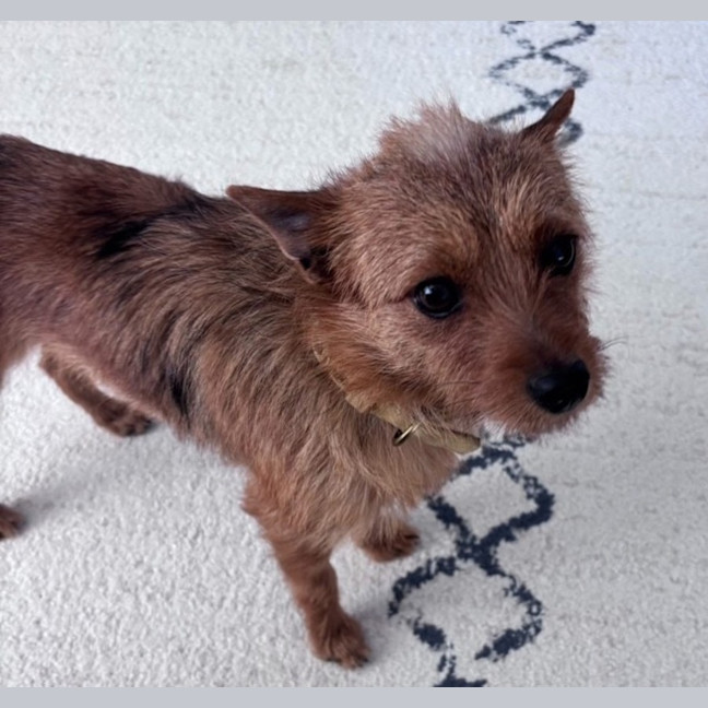 Photo of Foxie   9 Month Old Terrier 