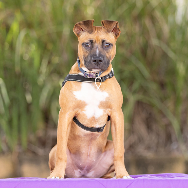 Photo of Sage