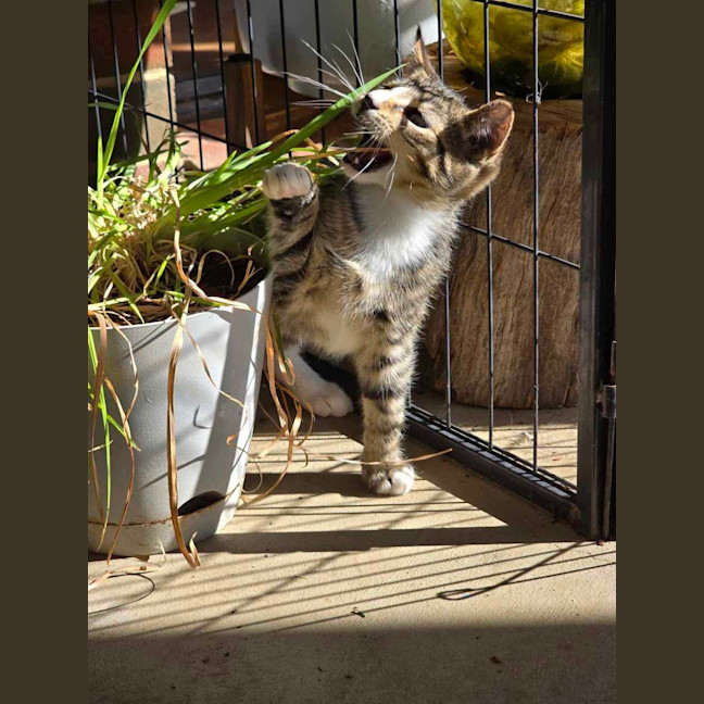 Photo of Tigerlily