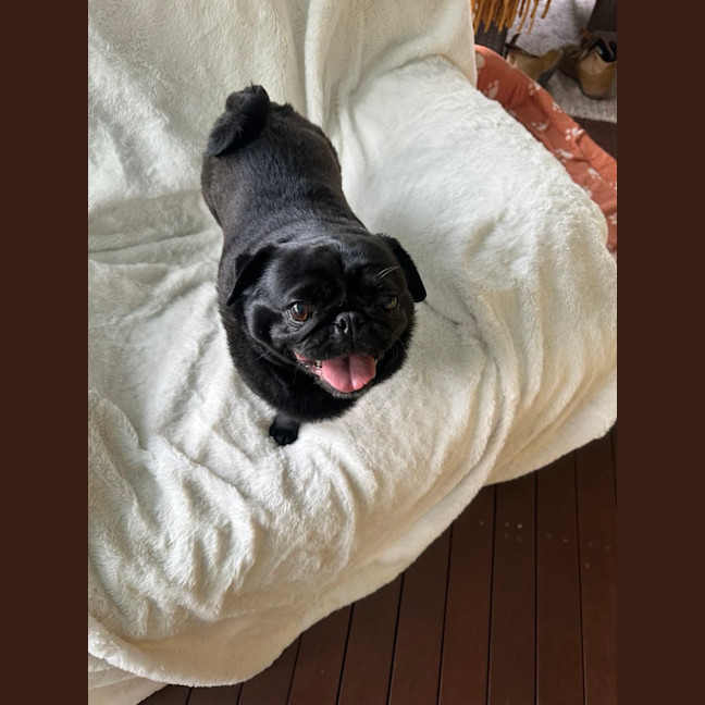 Photo of Gracie 🐼