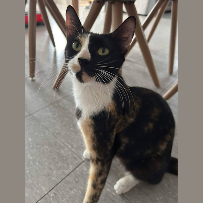 Photo of Dotti