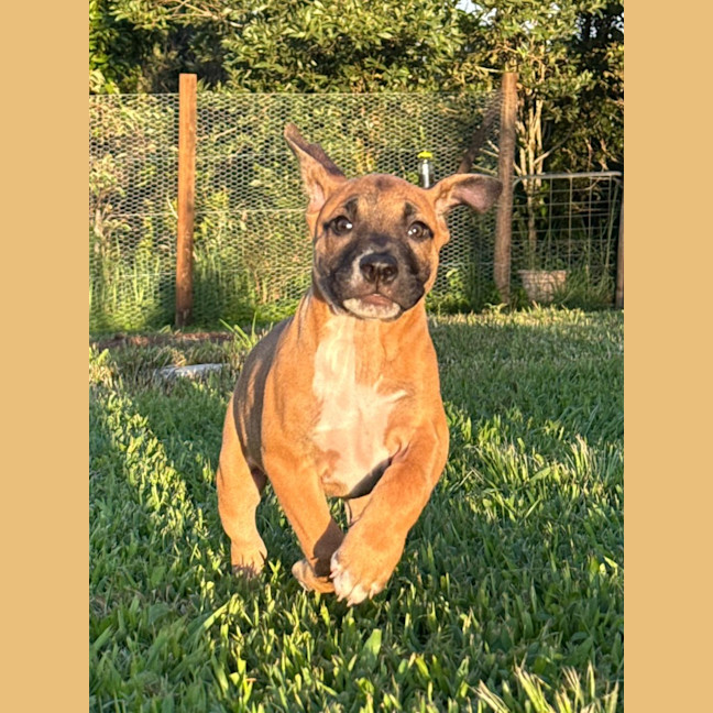 Photo of Rusty/Pumpkin Spice