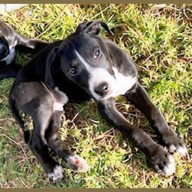 Photo of Cody 😎 8 Month Old Male Mixed Breed