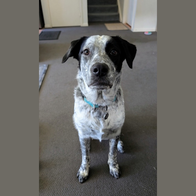 Photo of Fredrik *$250 Adoption Fee*